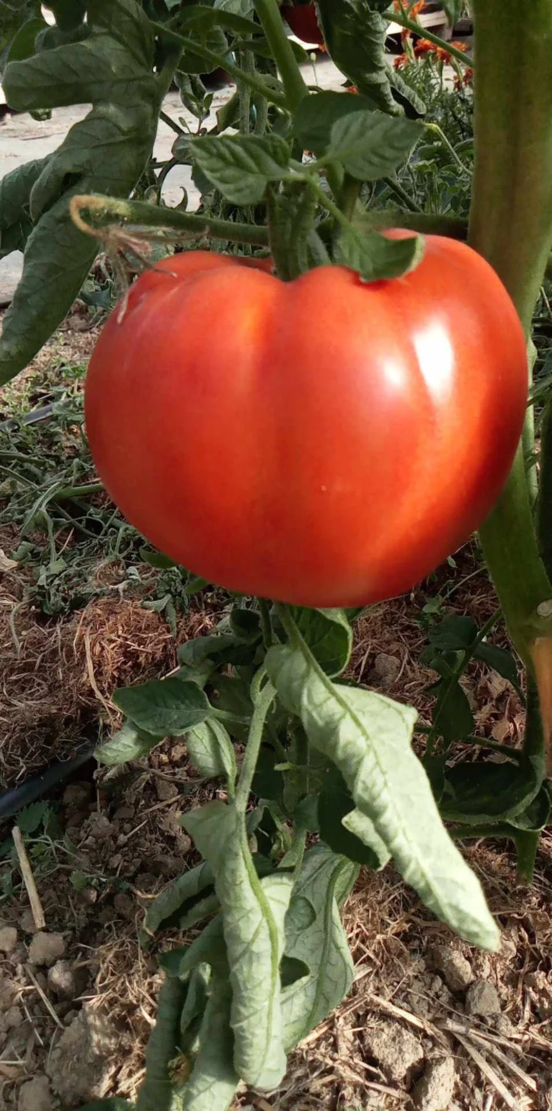 Tomate Mont Athos