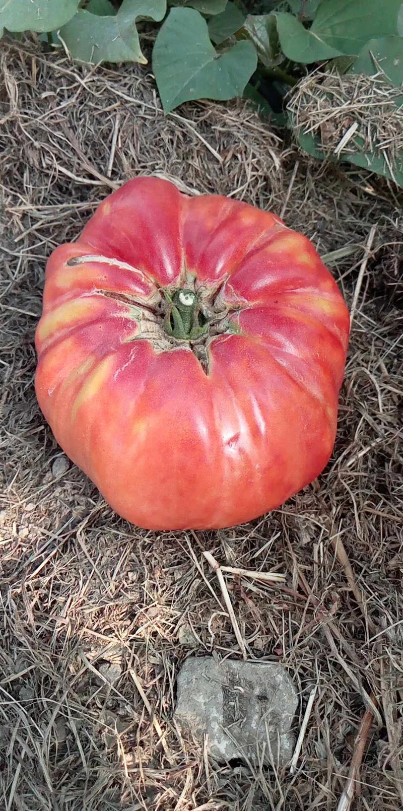 Tomate Monster