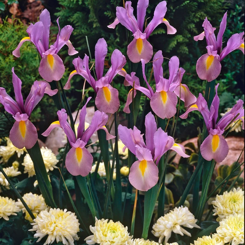 10 Iris de Hollande King Mauve