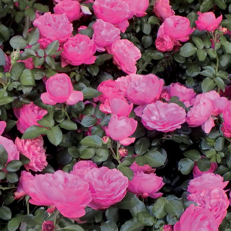 Collection de 2 Rosiers floribunda : Red Leonardo Da Vinci et Leonardo Da Vinci