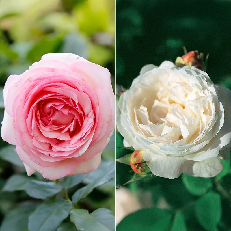Collection de 2 Rosiers : Anglais Her's Ausgreen et Ausgreen's winne