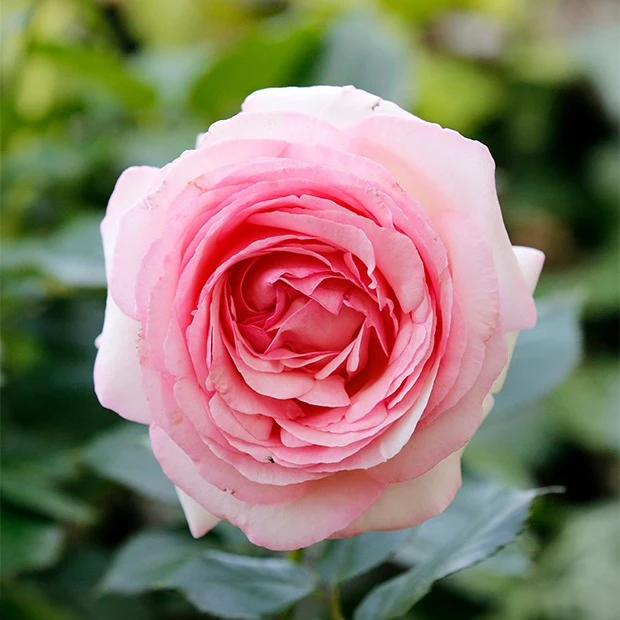 Collection de 2 Rosiers : Anglais Her's Ausgreen et Ausgreen's winne