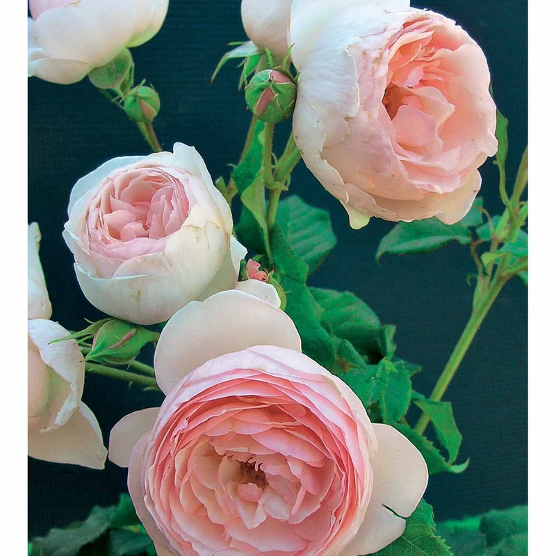 Collection de 2 Rosiers : Anglais Her's Ausgreen et Ausgreen's winne