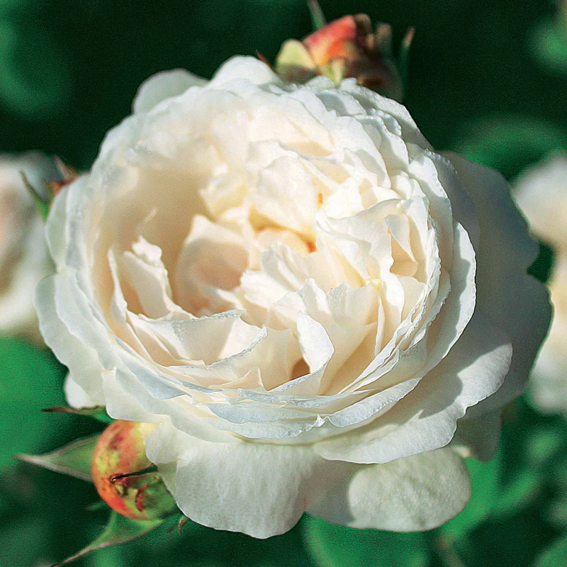 Collection de 2 Rosiers : Anglais Her's Ausgreen et Ausgreen's winne