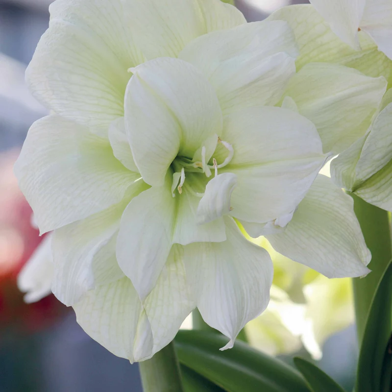 Amaryllis White Nymph