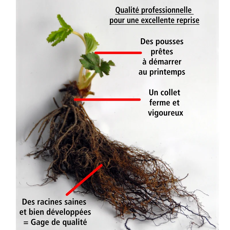 40 Fraisiers remontants Mariguette ® COV Marionnet 99