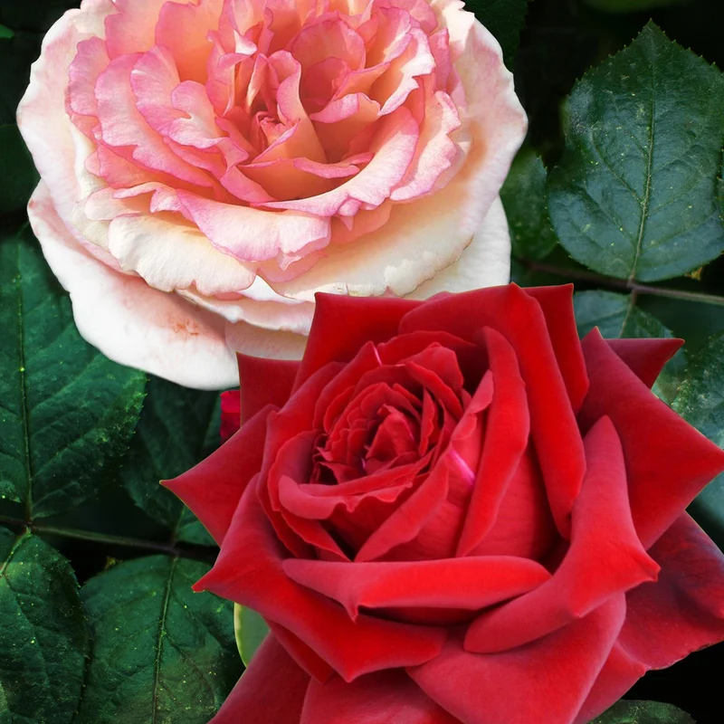 2 Rosiers buissons résistants aux maladies