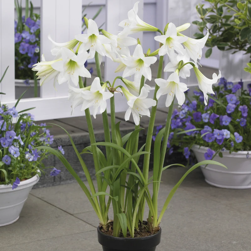 3 Amaryllis de jardin Sonatini blanc