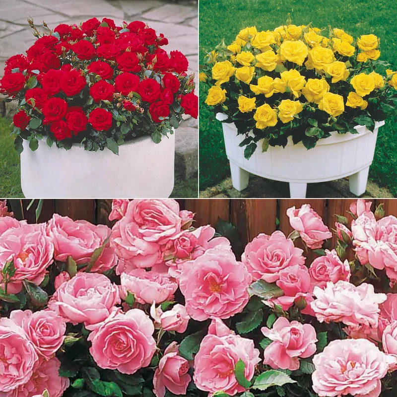 Collection de 3 mini-rosiers Randilla : rouge, jaune , rose