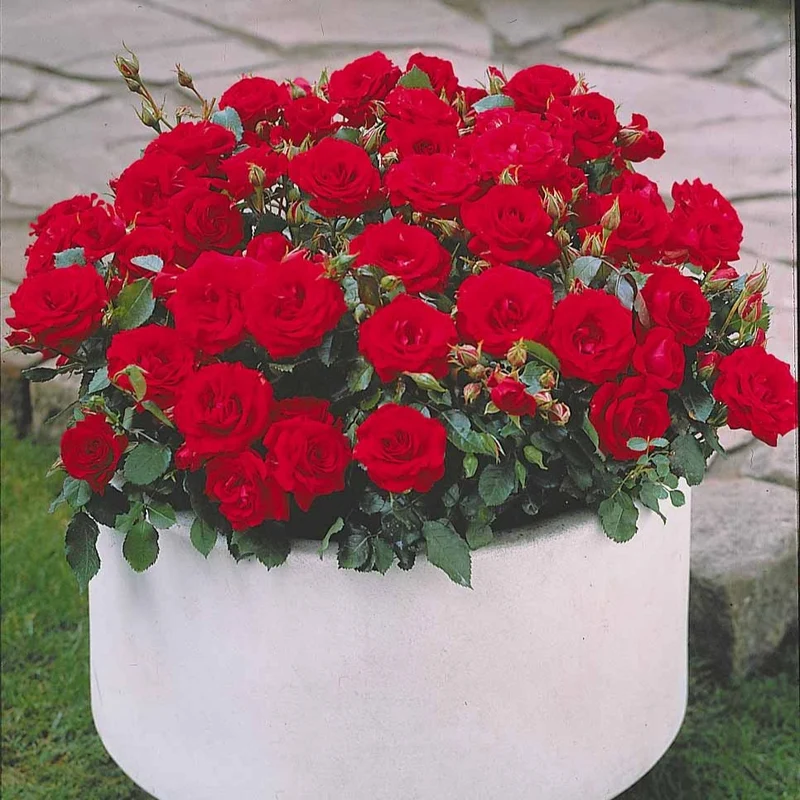 Collection de 3 mini-rosiers Randilla : rouge, jaune , rose
