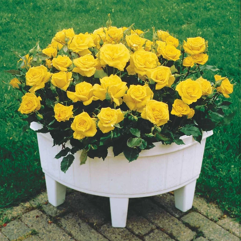 Collection de 3 mini-rosiers Randilla : rouge, jaune , rose