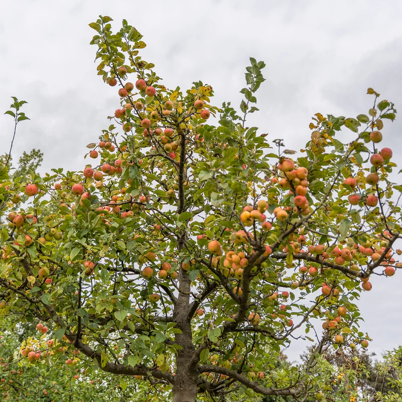 Pommier Gravenstein