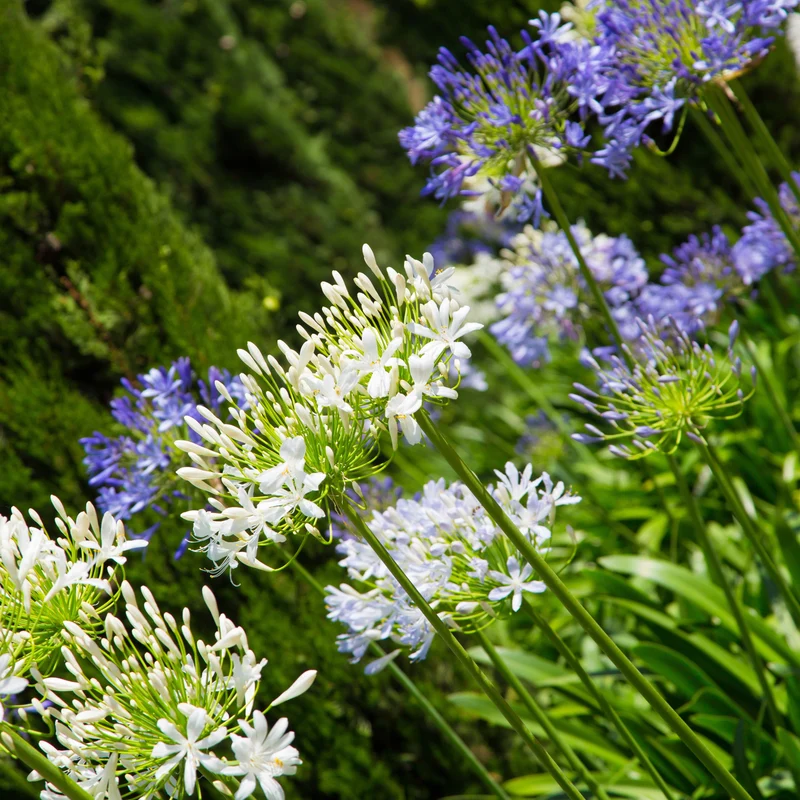 Collection 5 agapanthes (3 bleues. 2 blanches)