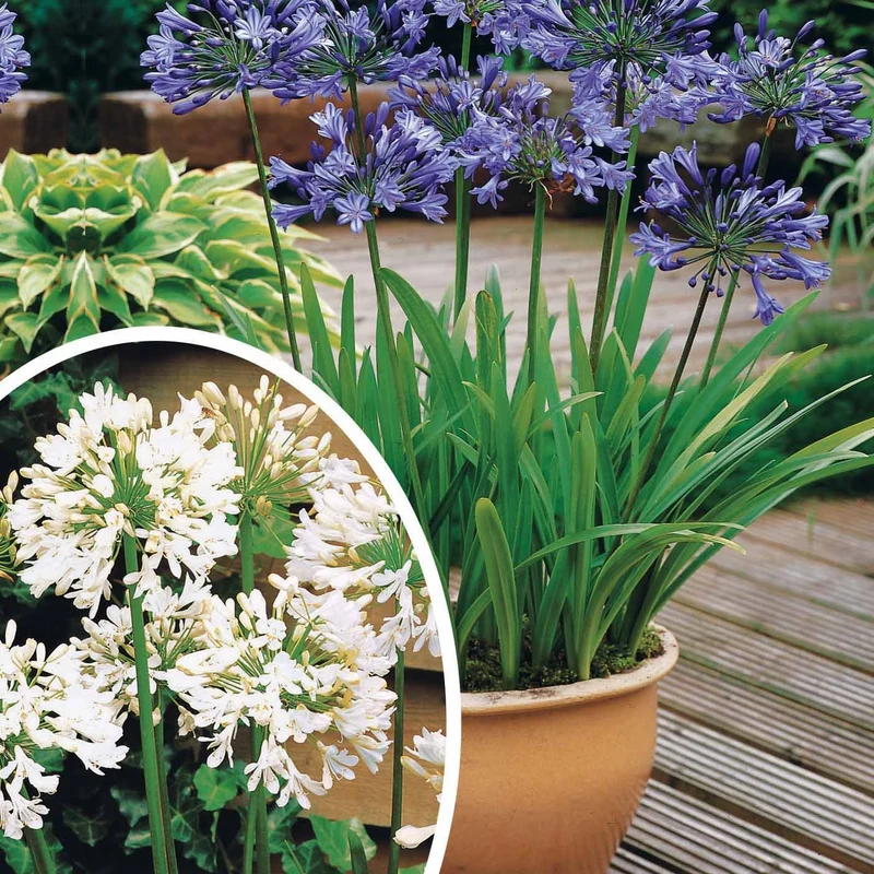 Collection 5 agapanthes (3 bleues. 2 blanches)