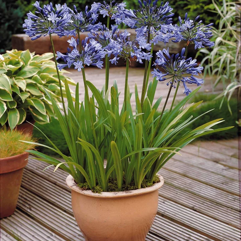 Collection 5 agapanthes (3 bleues. 2 blanches)