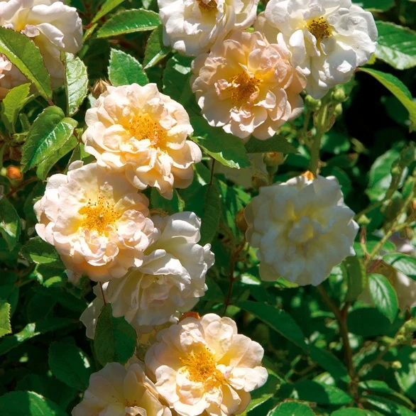 Rosier Ghislaine de Féligonde