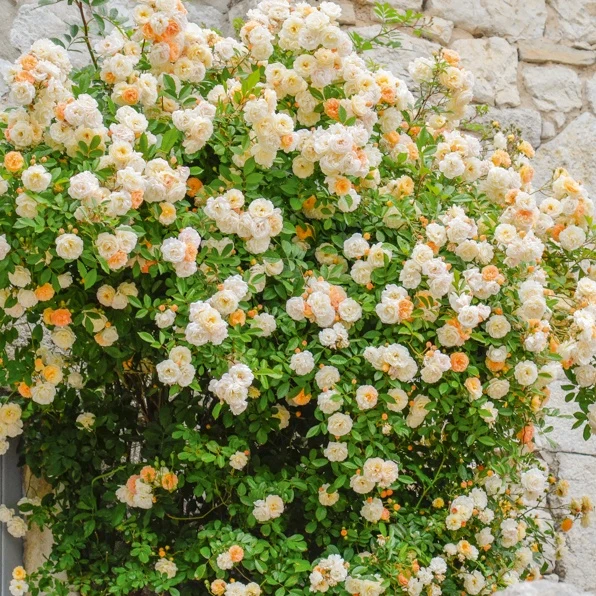 Rosier Ghislaine de Féligonde