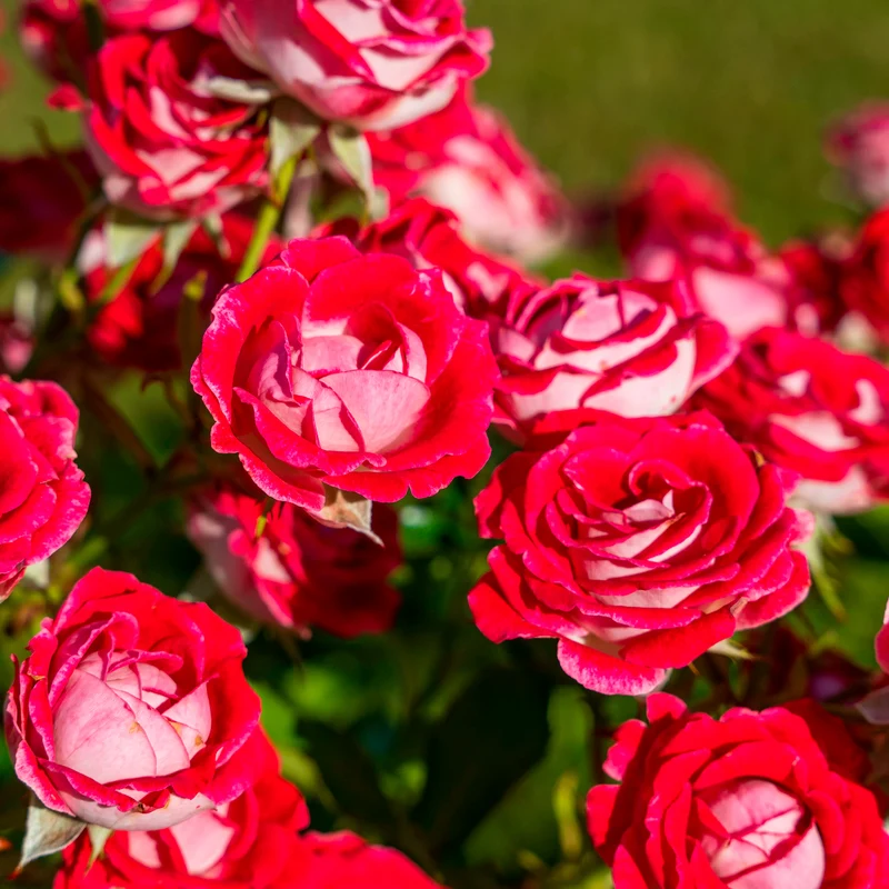 Rosier buisson Osiria