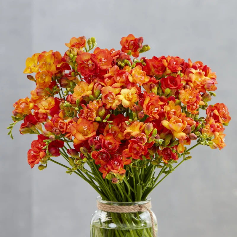 25 Freesias à fleurs doubles oranges