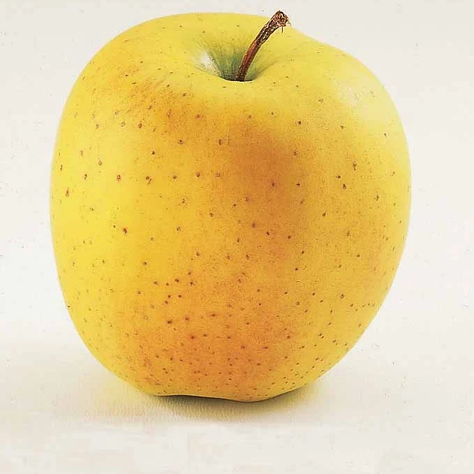 Pommier Golden Delicious en palmette