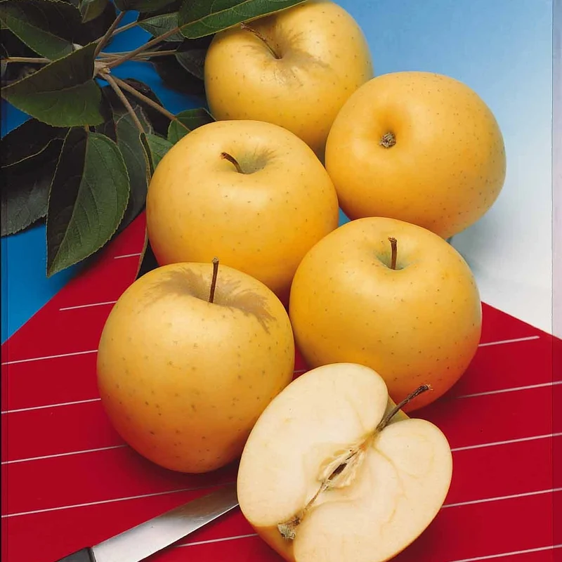 Pommier Golden Delicious en palmette