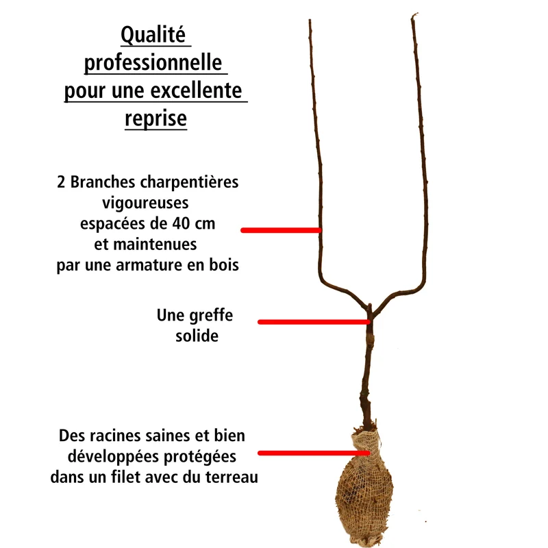 Pommier Golden Delicious en palmette