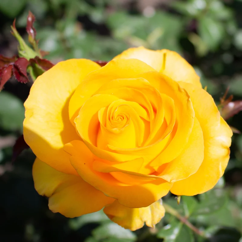 Rosier Hadangel