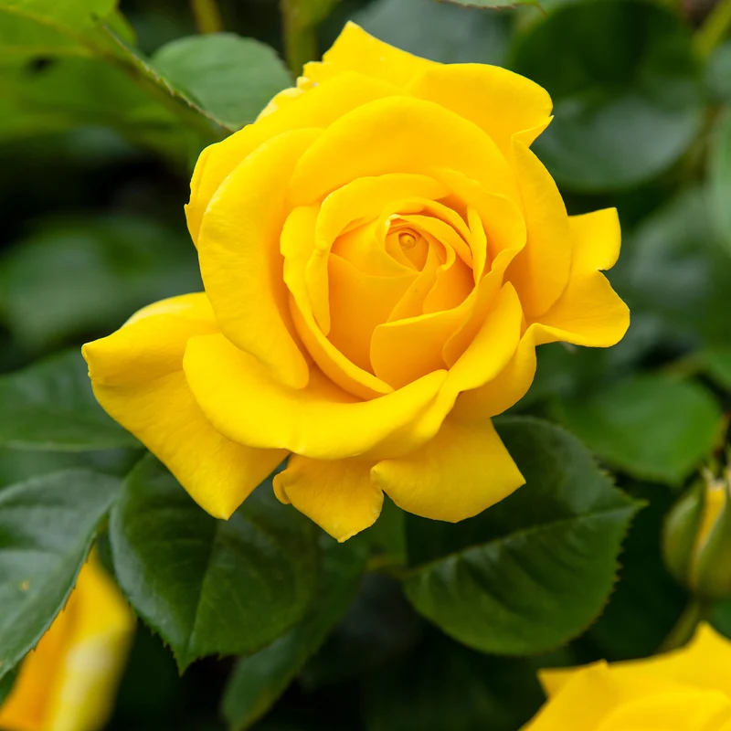 Rosier Hadangel