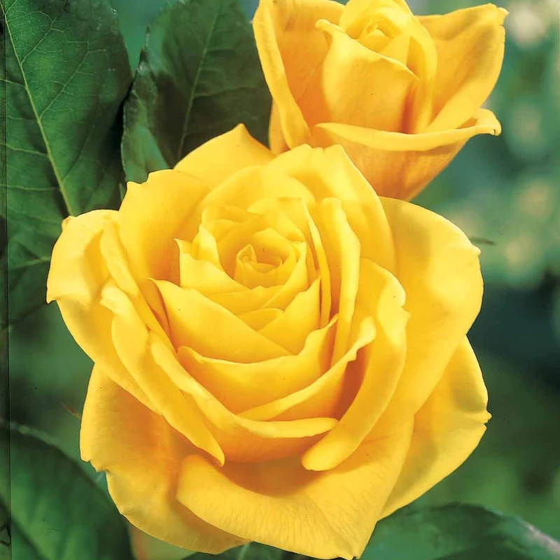 Rosier Hadangel