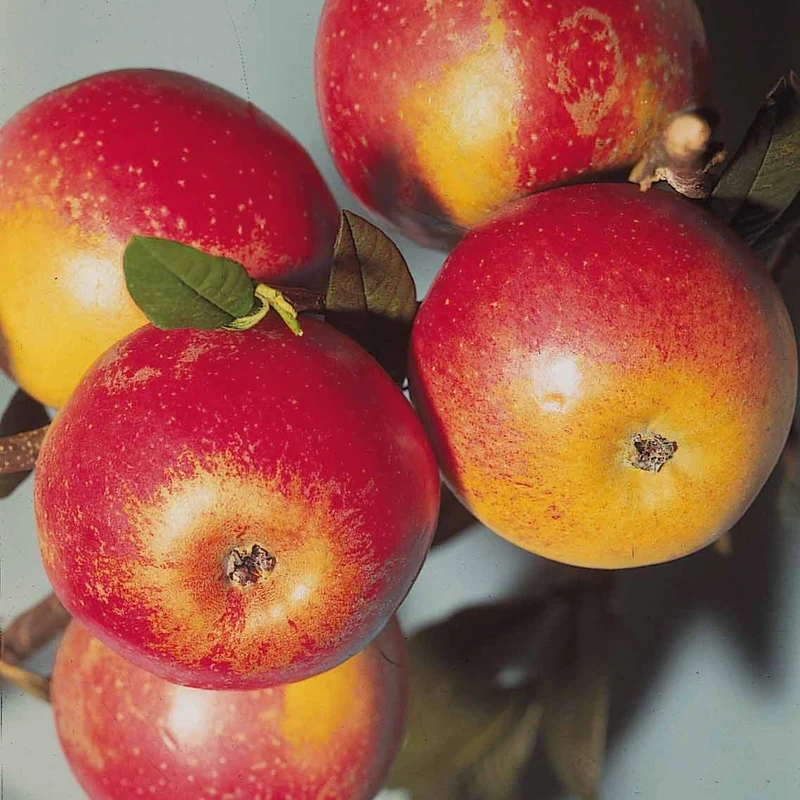 Pommier Cox's orange en palmette