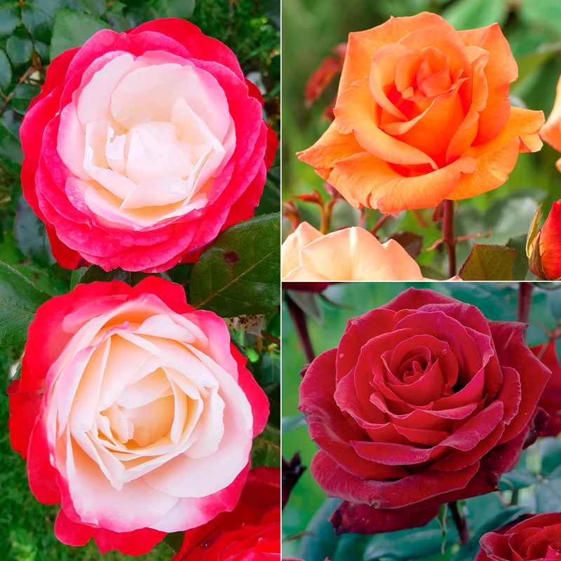 Collection de 3 Rosiers sans entretien