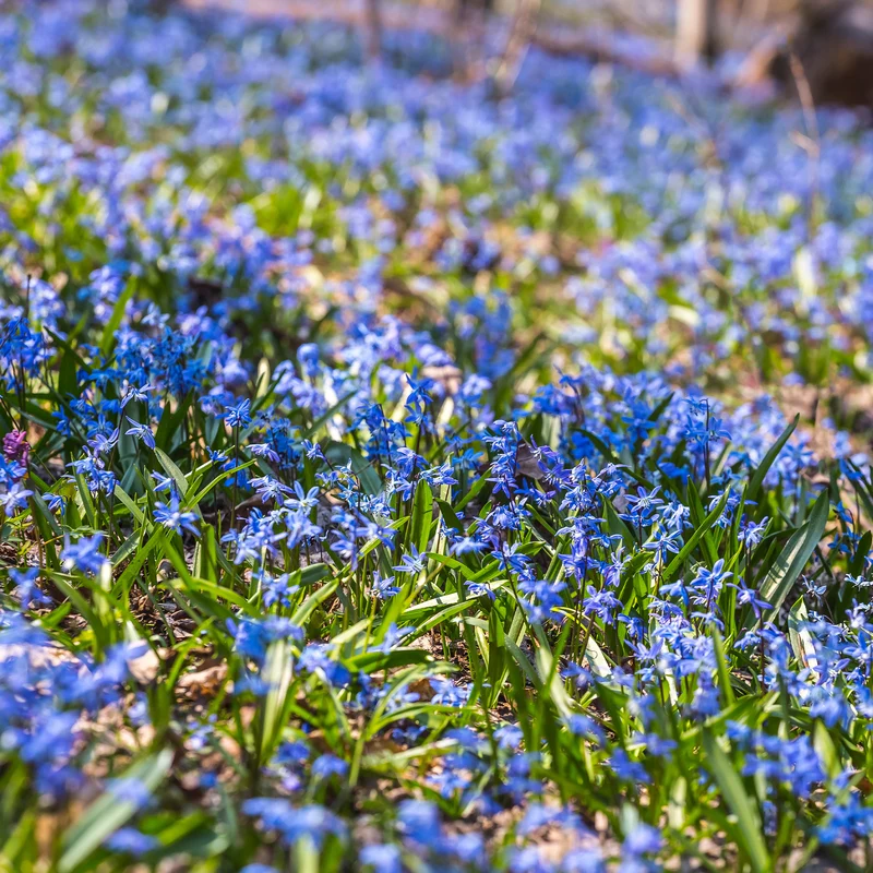 Scille de Sibérie - Scilla