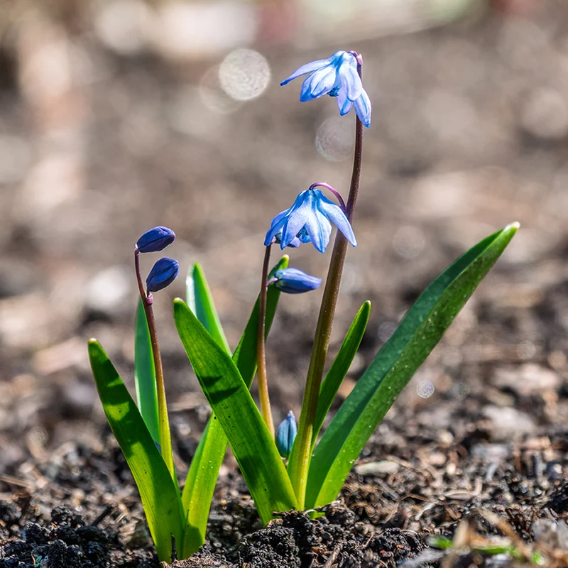 Scille de Sibérie - Scilla