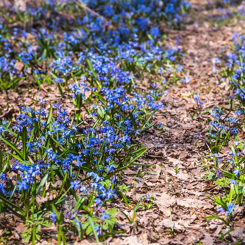 Scille de Sibérie - Scilla