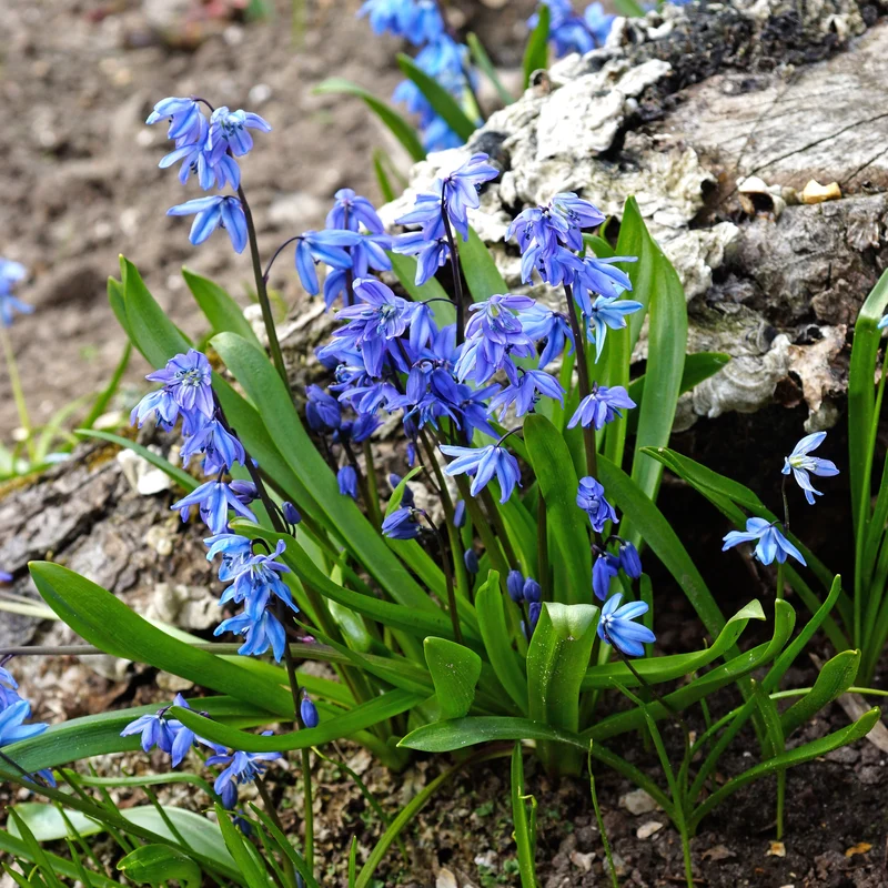 Scille de Sibérie - Scilla