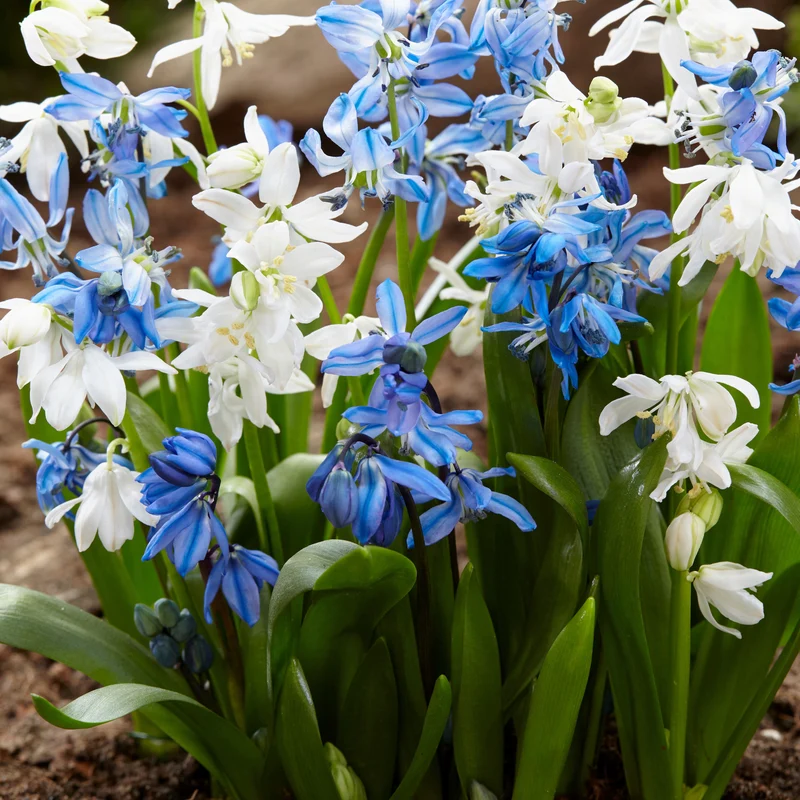 Scille de Sibérie - Scilla