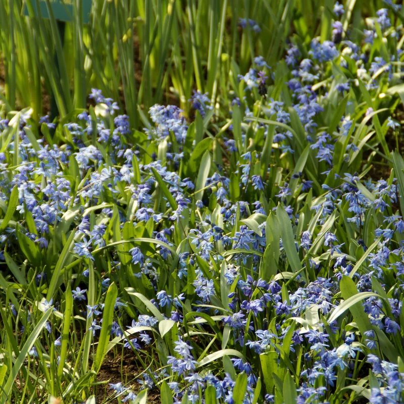 Scille de Sibérie - Scilla