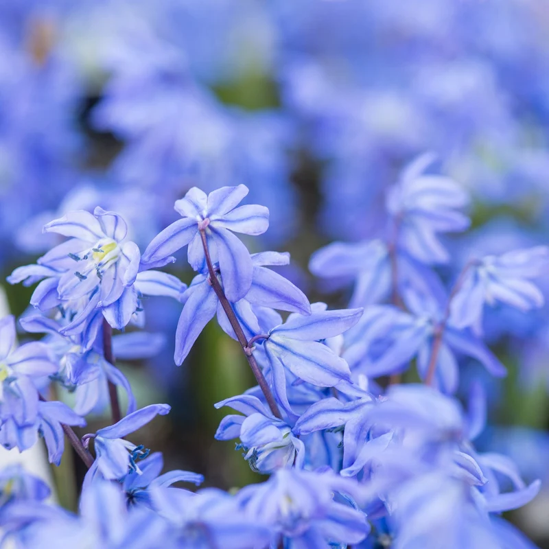Scille de Sibérie - Scilla