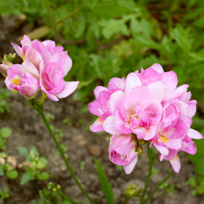 25 Freesias à fleurs doubles roses