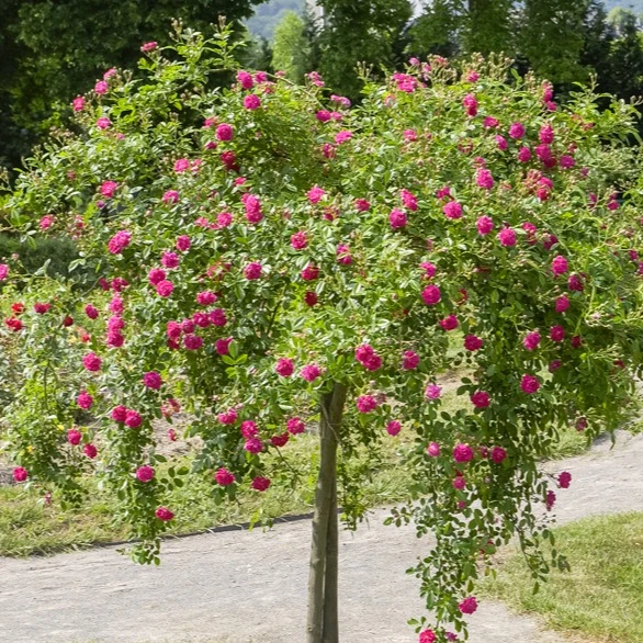 Rosier pleureur Excelsa sur tige