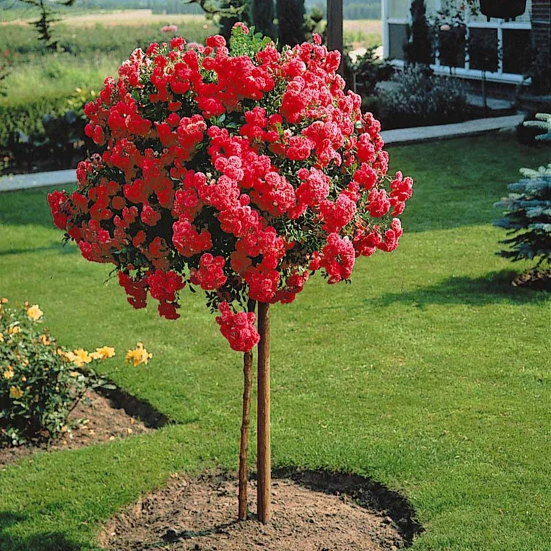 Rosier pleureur Excelsa sur tige