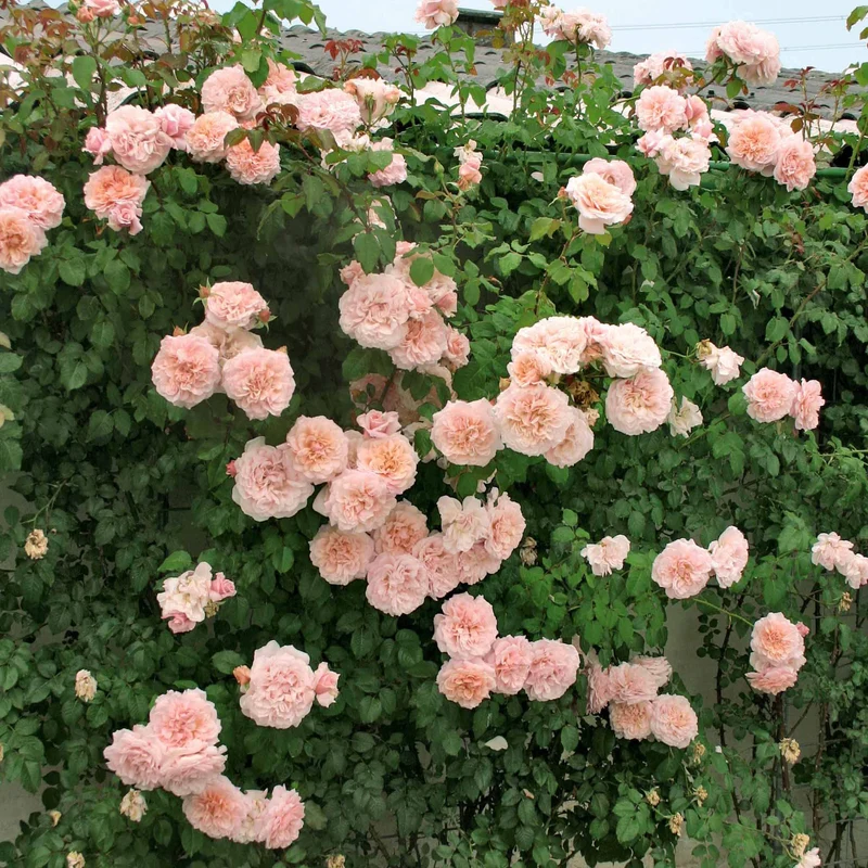 Collection de 2 rosiers grimpants (Hella, Rose de Tolbiac)
