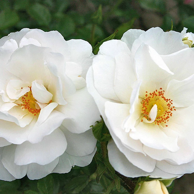 Collection de 2 rosiers grimpants (Hella, Rose de Tolbiac)