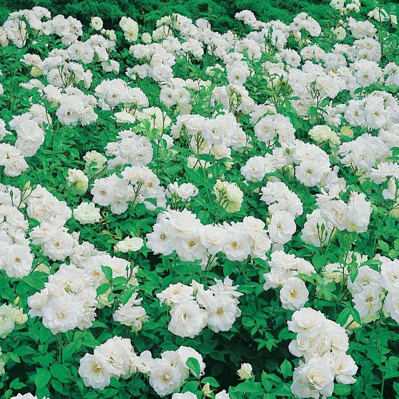 Rosier Princesse de Galles ® Hardinkum