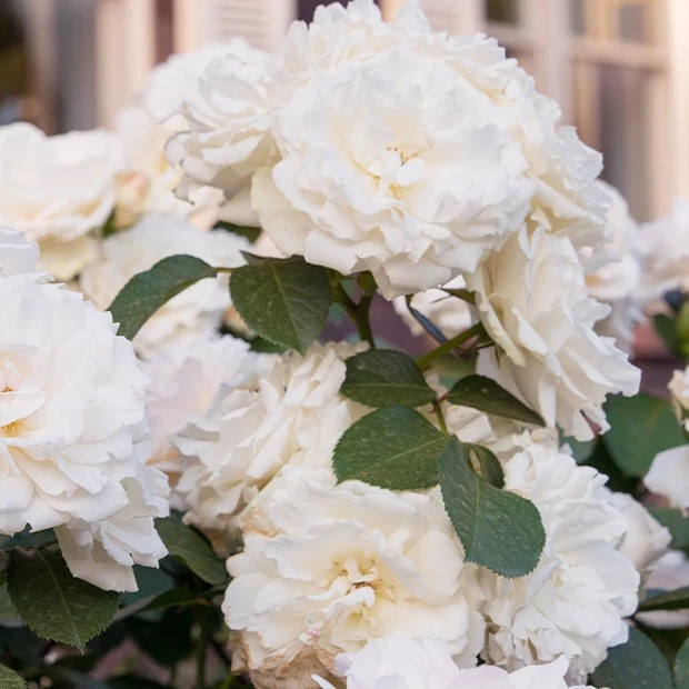 Rosier Princesse de Galles ® Hardinkum