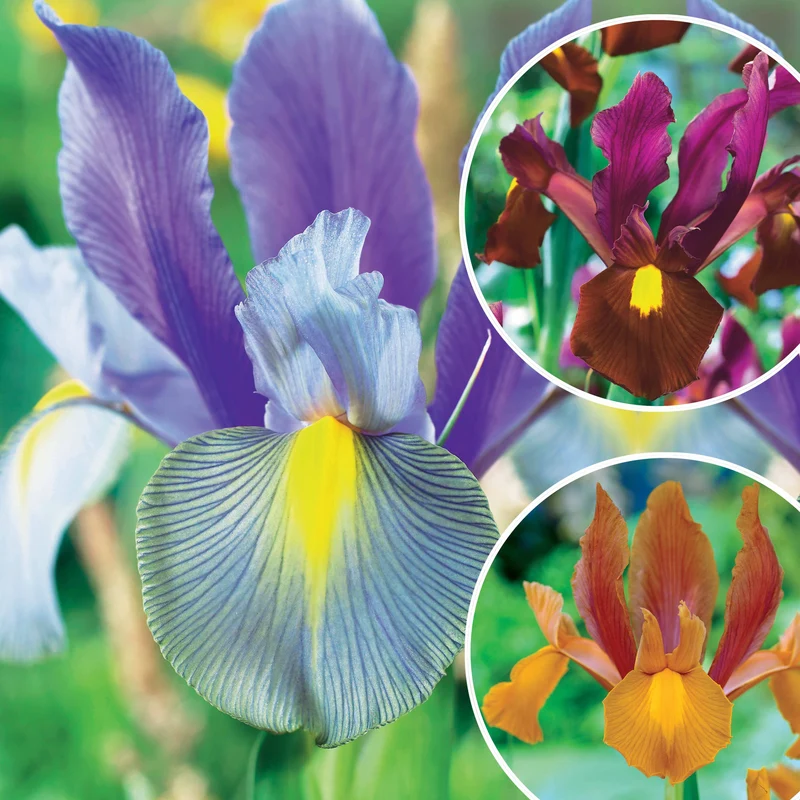 Coll. 60 Iris de Hollande:Gipsy Beauty,Braise rouge,Princesse automne