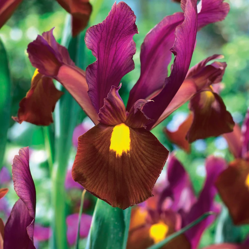 Coll. 60 Iris de Hollande:Gipsy Beauty,Braise rouge,Princesse automne