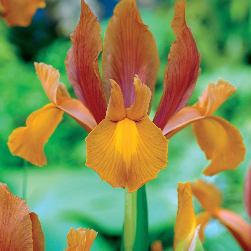 Coll. 60 Iris de Hollande:Gipsy Beauty,Braise rouge,Princesse automne
