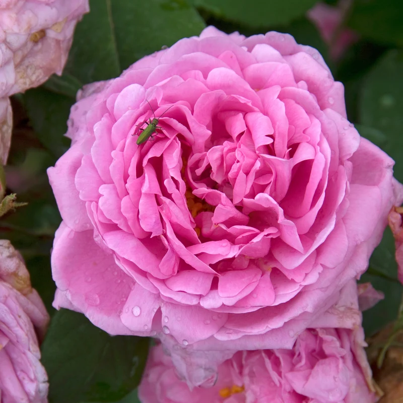 Rosier Comte de Chambord