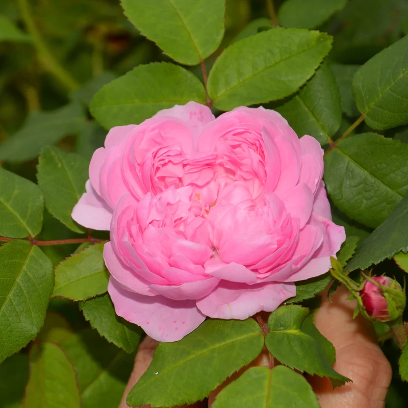Rosier Comte de Chambord